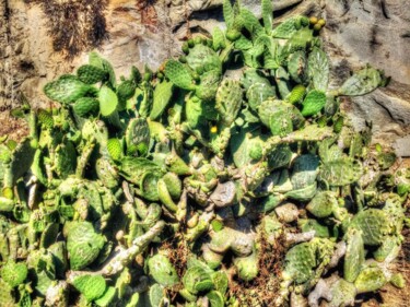 Фотография под названием "Cactus" - Ken Overman, Подлинное произведение искусства, Цифровая фотография