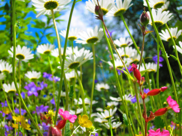 Fotografie mit dem Titel "blumenwiese.jpg" von Kurt Saghi, Original-Kunstwerk