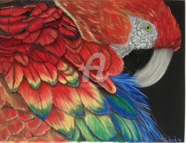 Dibujo titulada "Perroquet Ara" por Kabal 14, Obra de arte original, Pastel