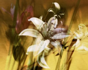 Peinture intitulée "A MARIE LYS" par Pix-Peinture Kabuki, Œuvre d'art originale, Huile