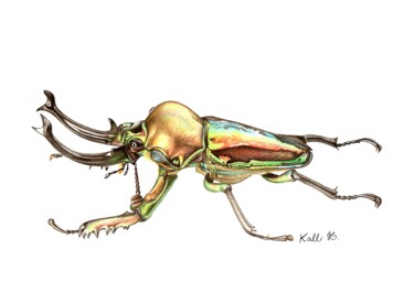 Dessin intitulée "Phalacrognatus muel…" par Kalli Horn, Œuvre d'art originale, Crayon