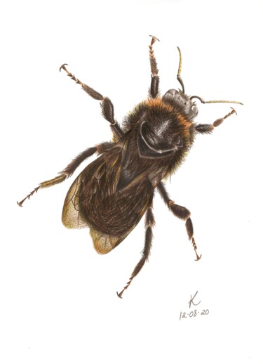 Zeichnungen mit dem Titel "The Bee" von Kalli Horn, Original-Kunstwerk, Bleistift