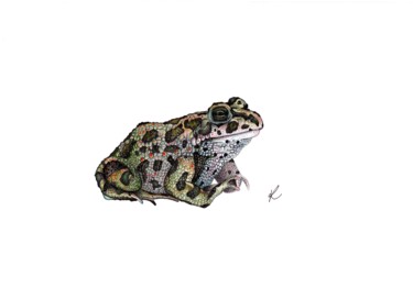 Tekening getiteld "The Frog" door Kalli Horn, Origineel Kunstwerk, Potlood