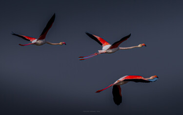 Photographie intitulée "escadron rose" par Gerald Kapski, Œuvre d'art originale, Photographie numérique