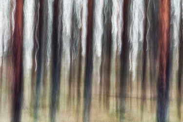 Fotografie getiteld "Conifers (studio 5)" door Karim Carella, Origineel Kunstwerk, Digitale fotografie