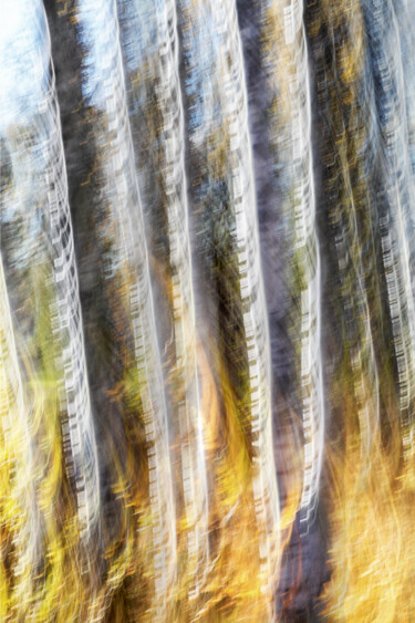 Fotografie getiteld "Birches (studio 6)" door Karim Carella, Origineel Kunstwerk, Digitale fotografie