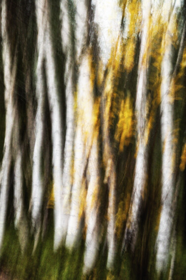 Fotografie getiteld "Birches (studio 2)" door Karim Carella, Origineel Kunstwerk, Digitale fotografie