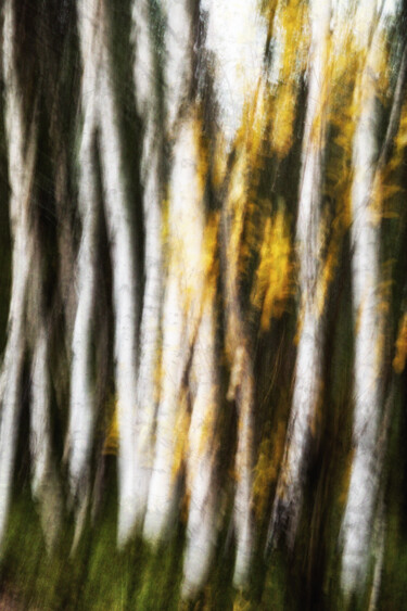 Photography titled "Birches (studio 2)" by Karim Carella, Original Artwork, Digital Photography