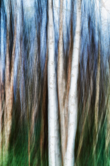 Fotografie mit dem Titel "Birches (studio 3)" von Karim Carella, Original-Kunstwerk, Digitale Fotografie