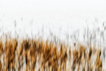 Photographie intitulée "Lake grass (studio…" par Karim Carella, Œuvre d'art originale, Photographie numérique