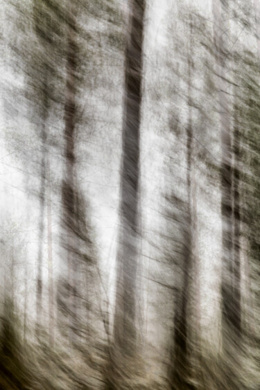 Fotografie getiteld "Conifers (studio 2)" door Karim Carella, Origineel Kunstwerk, Digitale fotografie