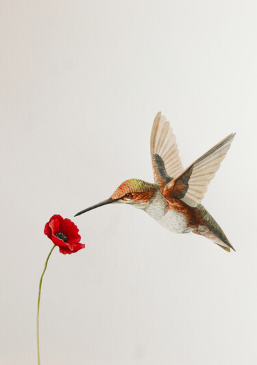 Peinture intitulée "Hummingbird with po…" par Karina Danylchuk, Œuvre d'art originale, Aquarelle