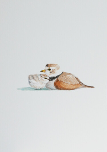 绘画 标题为“Kentish plovers bir…” 由Karina Danylchuk, 原创艺术品, 水彩