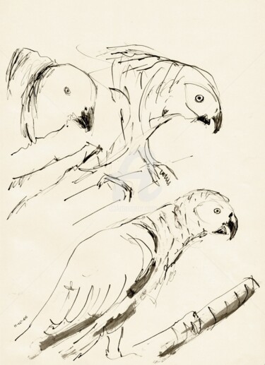Zeichnungen mit dem Titel "Grausittiche" von Karina Plachetka, Original-Kunstwerk, Tinte