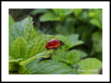 Photography titled "Coccinelle" by Juka, Original Artwork