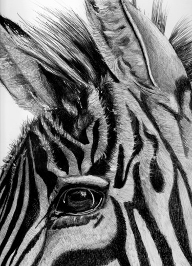 Dessin intitulée "zebre.jpg" par Karine Lambert, Œuvre d'art originale, Stylo à bille