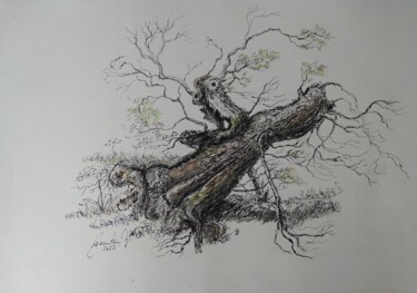 Dibujo titulada "inclined old oak tr…" por Karl-Werner Gerstner, Obra de arte original, Tinta