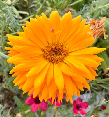 Photographie intitulée "Nature 5 Calendula…" par Carole Labeyrie (Karolab), Œuvre d'art originale, Photographie numérique