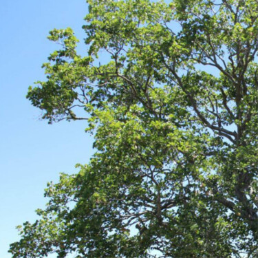 Arts numériques intitulée "The aerial tree" par Siham Kartobi, Œuvre d'art originale, Travail numérique 2D