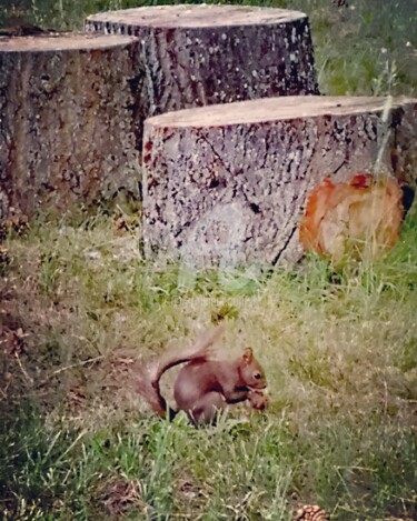 Fotografia zatytułowany „Squirrel  ©” autorstwa Kasiopea, Oryginalna praca, Fotografia cyfrowa