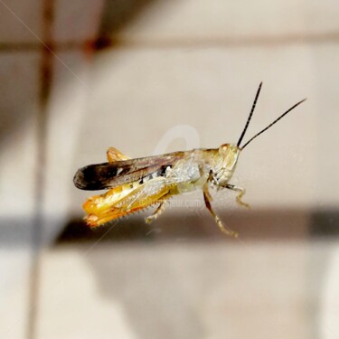 Photographie intitulée "Grasshopper ©" par Kasiopea, Œuvre d'art originale, Photographie numérique