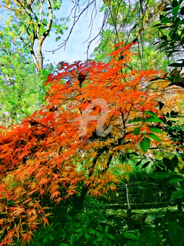 Fotografia intitolato "Automne ©" da Kasiopea, Opera d'arte originale, Fotografia digitale