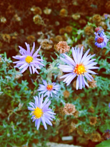 Photography titled "Aster Pyrenaeus ©" by Kasiopea, Original Artwork, Digital Photography