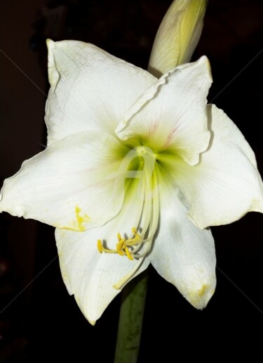 Photographie intitulée "Amaryllis ©" par Kasiopea, Œuvre d'art originale, Photographie numérique