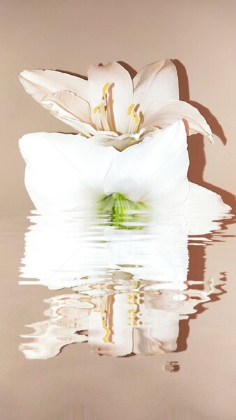 Фотография под названием "Quadruple Amaryllis…" - Kasiopea, Подлинное произведение искусства, Цифровая фотография