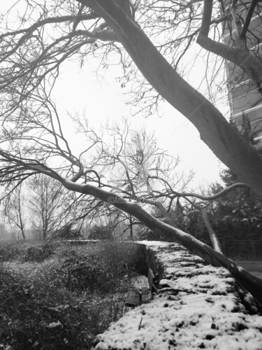 Fotografie getiteld "Branches & neiges ©" door Kasiopea, Origineel Kunstwerk, Digitale fotografie