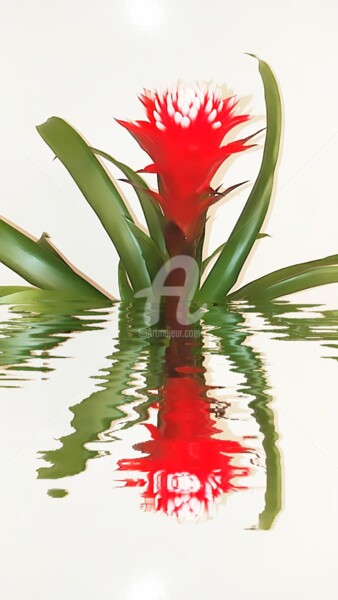 Photographie intitulée "Réflexion Bromelia…" par Kasiopea, Œuvre d'art originale, Photographie numérique