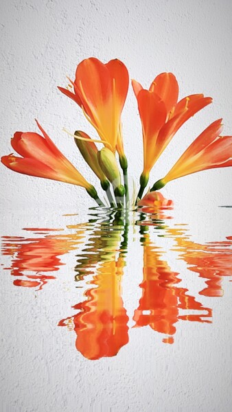 Photography titled "Clivia ©" by Kasiopea, Original Artwork, Digital Photography