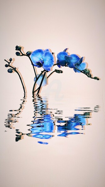 Photographie intitulée "Phalaenopsis ©" par Kasiopea, Œuvre d'art originale, Photographie numérique