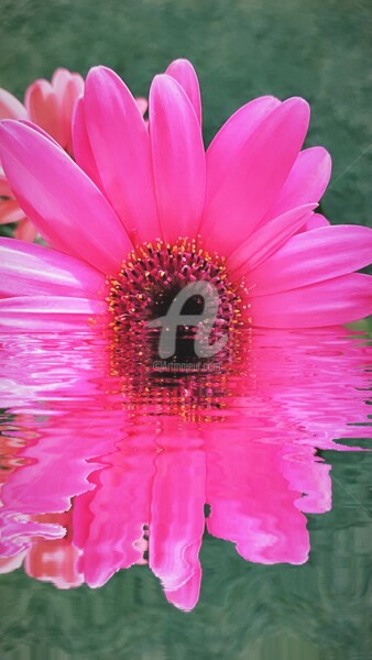 Photography titled "Soleil rose ©" by Kasiopea, Original Artwork, Digital Photography