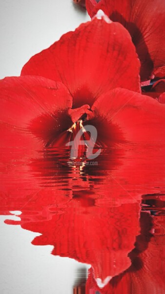 Photography titled "Hippeastrum reginae…" by Kasiopea, Original Artwork, Manipulated Photography