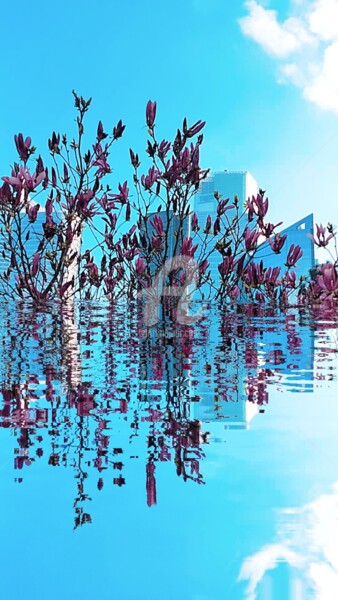 Fotografia intitolato "Magnolia liliiflora…" da Kasiopea, Opera d'arte originale, Fotografia manipolata