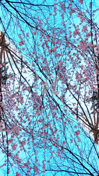 Photographie intitulée "Double fleur de cer…" par Kasiopea, Œuvre d'art originale, Photographie manipulée
