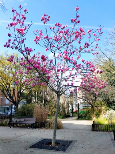 Фотография под названием "Magnolia ©" - Kasiopea, Подлинное произведение искусства, Цифровая фотография