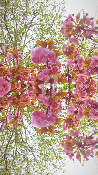 Fotografia zatytułowany „Reflet cerisier à f…” autorstwa Kasiopea, Oryginalna praca, Fotografia cyfrowa