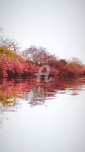 Photographie intitulée "Reflet cerisiers ©" par Kasiopea, Œuvre d'art originale, Photographie numérique