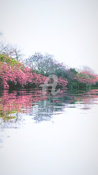 Photographie intitulée "Reflet cerisiers de…" par Kasiopea, Œuvre d'art originale, Photographie numérique