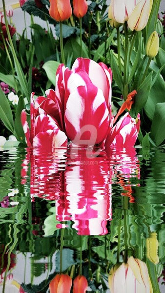 Fotografia intitulada "Réflection Tulipa ©" por Kasiopea, Obras de arte originais, Fotografia digital