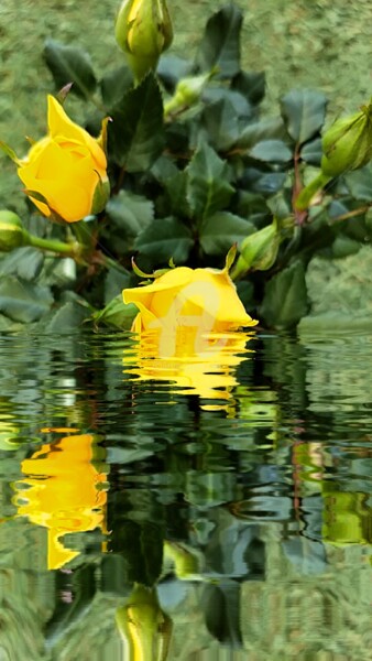Fotografia zatytułowany „Rose jaune ©” autorstwa Kasiopea, Oryginalna praca, Fotografia cyfrowa