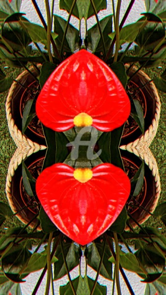 Photographie intitulée "Double Anthurium an…" par Kasiopea, Œuvre d'art originale, Photographie numérique