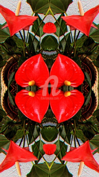 Фотография под названием "Quadruple Anthurium…" - Kasiopea, Подлинное произведение искусства, Цифровая фотография