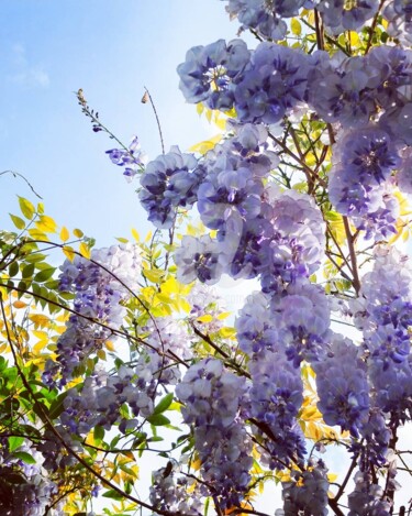 Photography titled "Glycine Wisteria si…" by Kasiopea, Original Artwork, Digital Photography