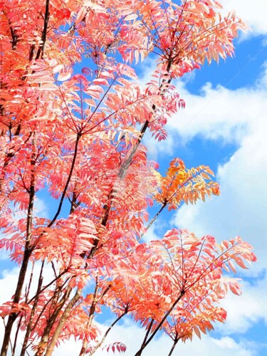 "Detail Sorbus commi…" başlıklı Fotoğraf Kasiopea tarafından, Orijinal sanat, Dijital Fotoğrafçılık