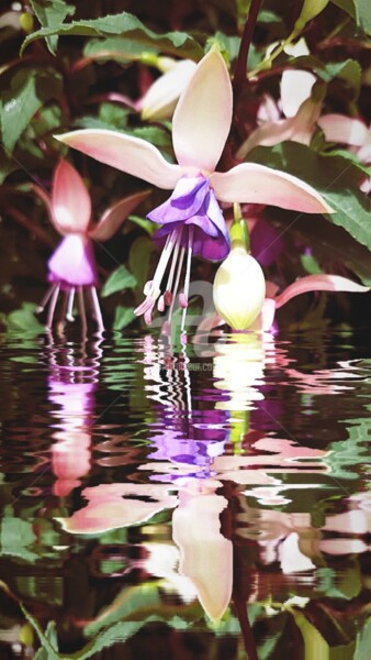 Φωτογραφία με τίτλο "Reflet Fuchsia mage…" από Kasiopea, Αυθεντικά έργα τέχνης, Ψηφιακή φωτογραφία