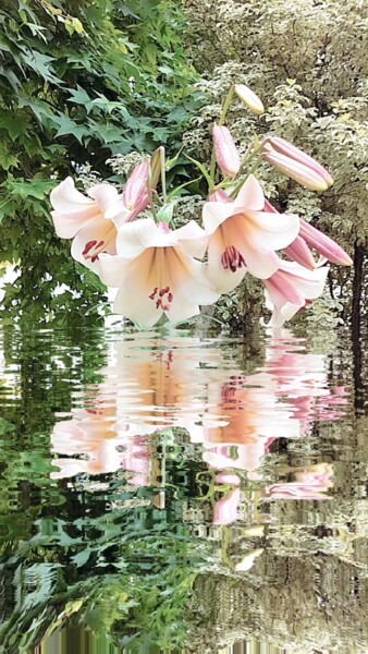 Photography titled "Reflet Lilium regal…" by Kasiopea, Original Artwork, Digital Photography