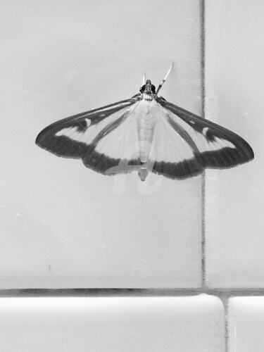 Photography titled "Papillon en noir &…" by Kasiopea, Original Artwork, Digital Photography